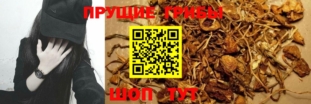 Кушва  Псилоцибиновые грибы Psilocybine cubensis  Вход с VPN  Псилоцибиновые грибы MAGIC MUSHROOMS 